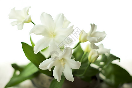 白色茉莉花背景图片