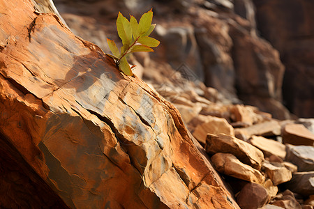 悬崖边的植物高清图片