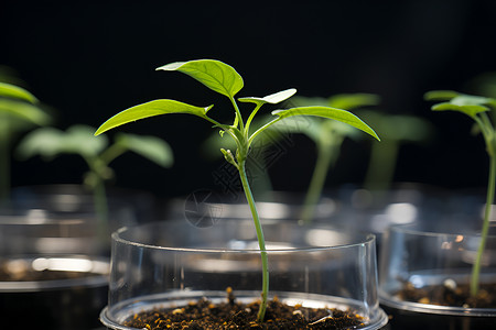 微生物的科技高清图片