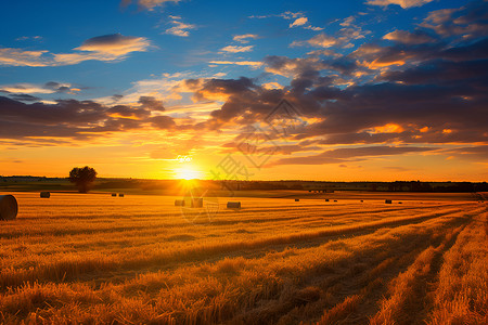 麦草忧伤夕阳下的草地与麦草背景