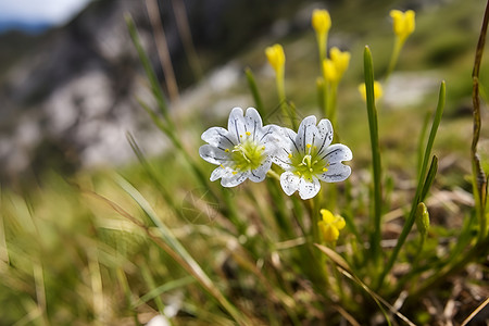 山野中的小白花背景图片