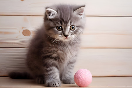 猫咪与粉色球背景图片