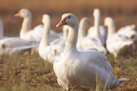 白色的鹅一群白鸭背景