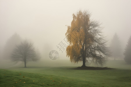 迷雾笼罩的田野背景图片
