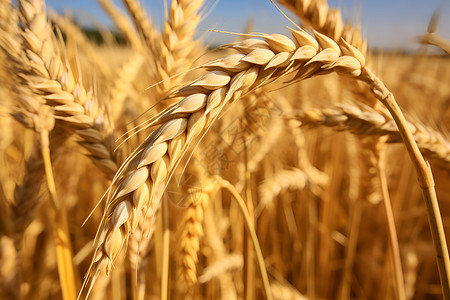 金色麦田的麦穗背景图片
