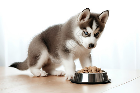 吃狗粮的可爱小狗背景图片