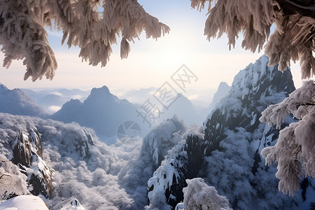 树木上的冰雪背景图片