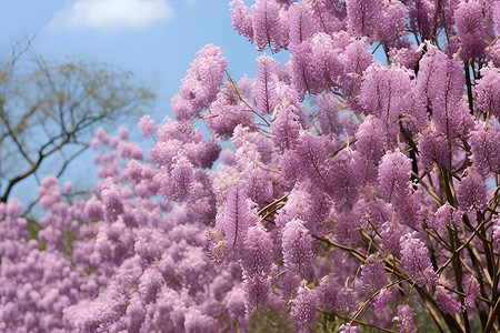 繁盛的紫色花树背景图片