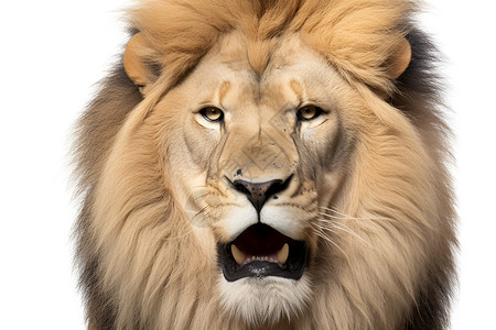 危险的动物狮子背景图片