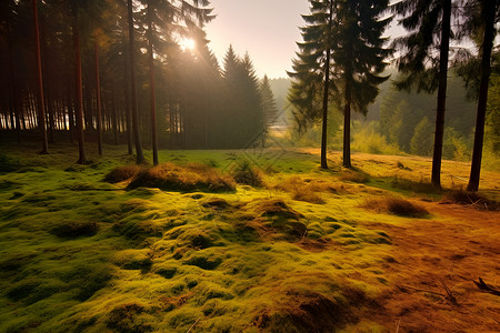 树林树木中的草坪背景图片