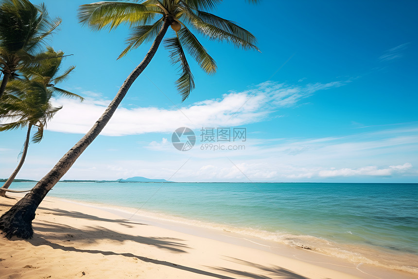 海滩下的棕榈树图片
