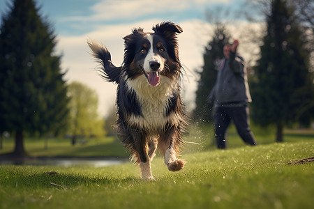 动物游戏游戏的狗狗背景