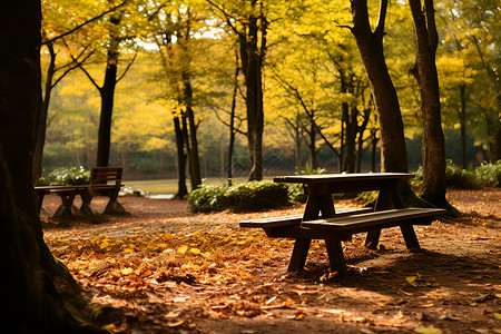 落叶堆里的凳子背景图片