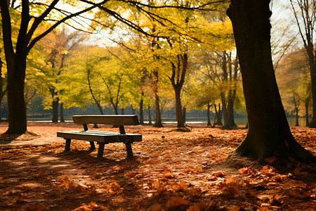 秋日树林里的凳子背景图片