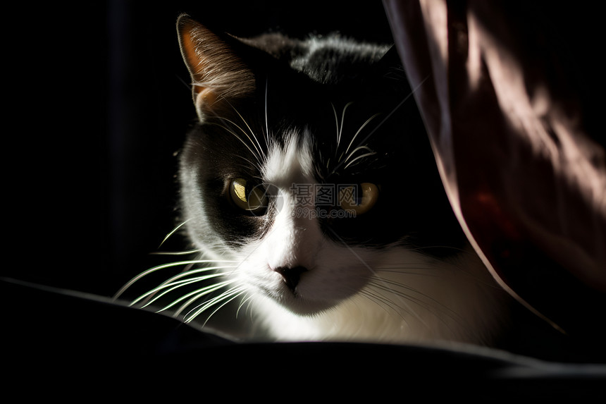 猫探出窗帘图片