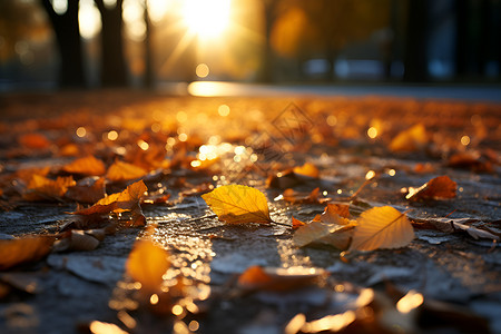 黄昏美景地面上的秋日落叶背景