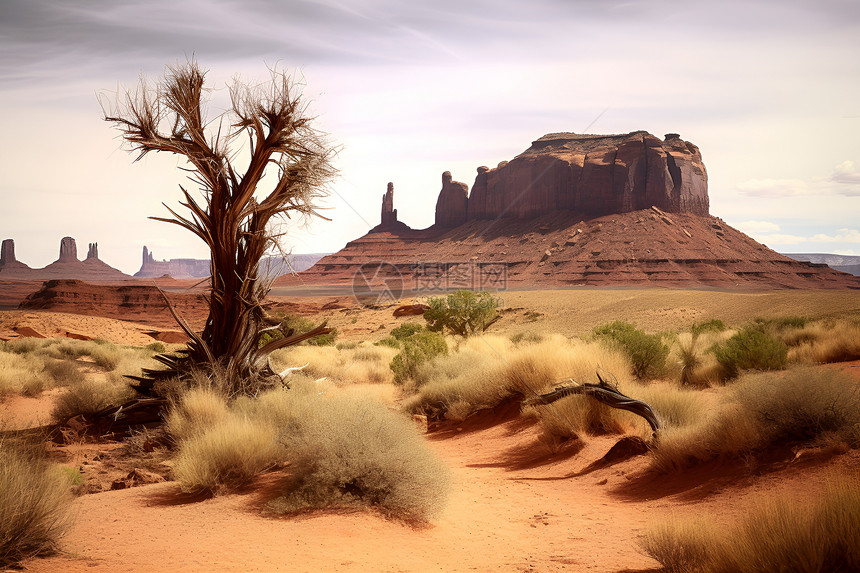 沙漠中的树和山脉图片