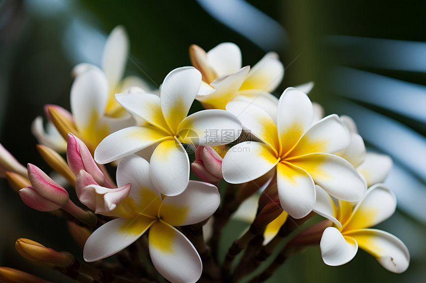 热带美丽的花朵图片