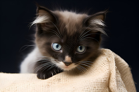 可爱的小猫背景图片