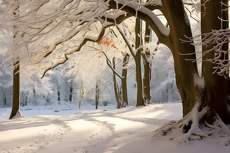 白雪覆盖的树林背景图片