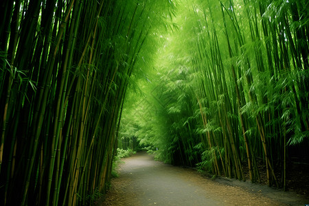 自然美丽的竹林背景图片