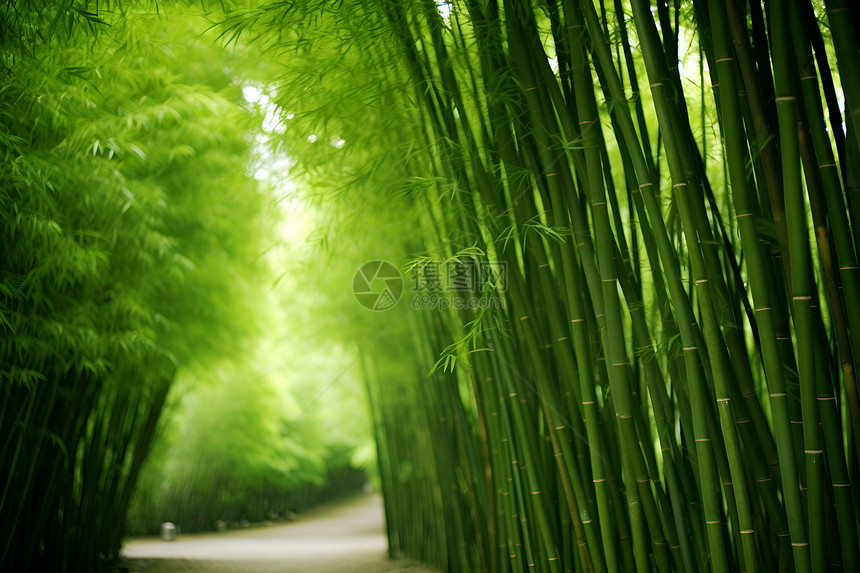 绿色竹林中的小径图片