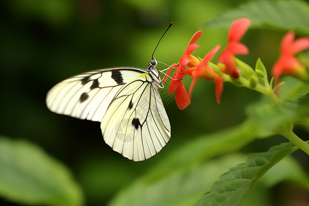 白蝴蝶与植物高清图片