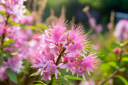 花开季节美的的花朵背景