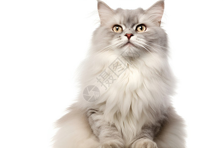 优雅的猫毛皮猫眼胶高清图片