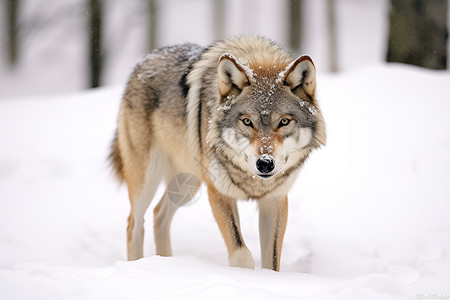 冬日猎狼狂野的眼睛高清图片