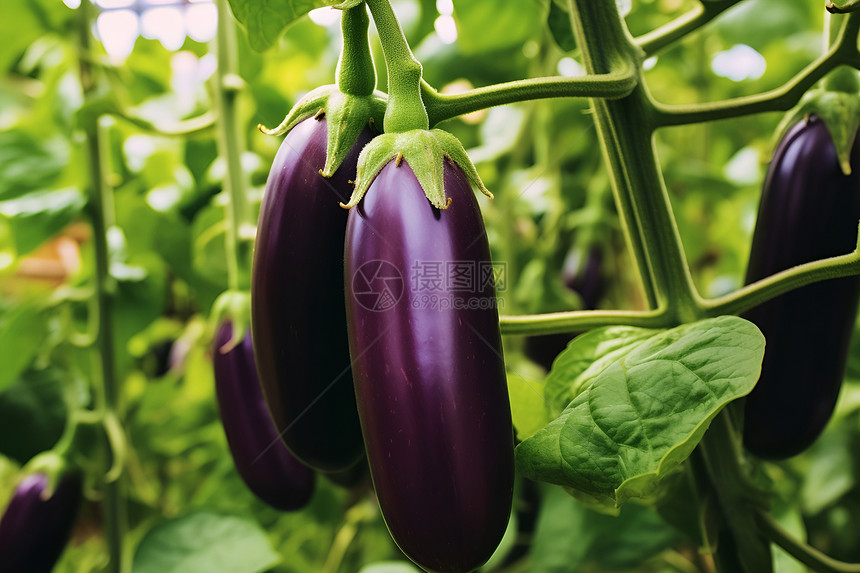丰收的紫色茄子图片