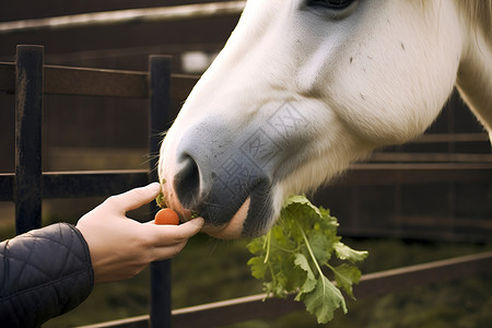 抠鼻孔吃东西的大马背景