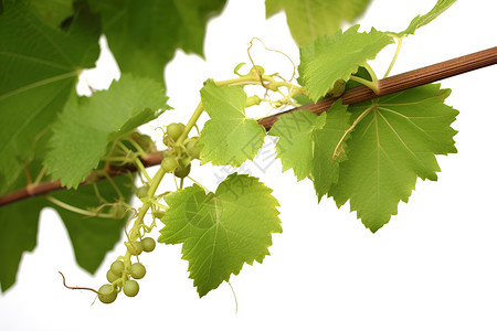 葡萄枝叶缠绕的绿色葡萄背景