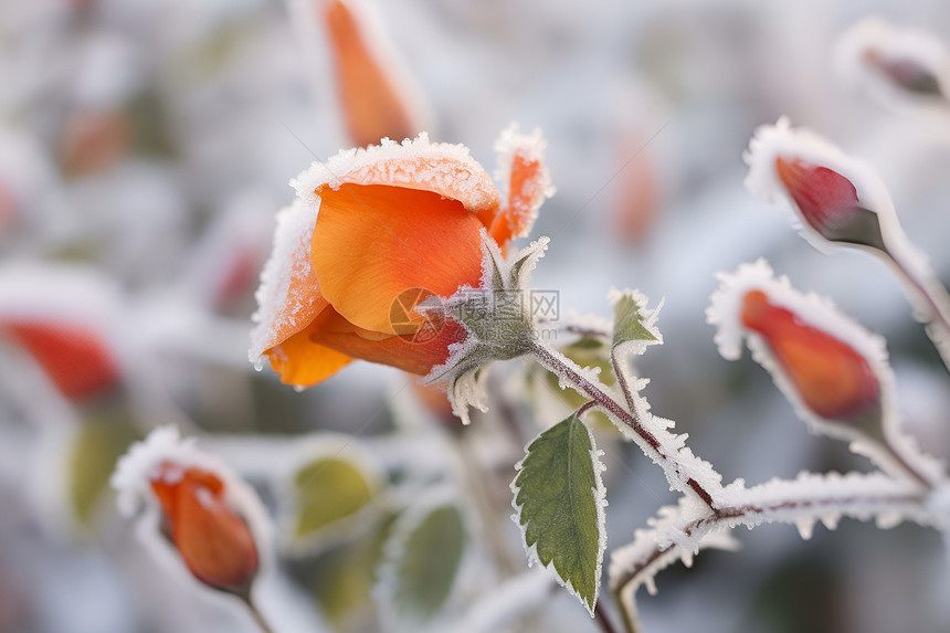 寒冷冰冻的花朵图片