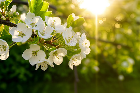 春季美丽的梨树背景图片