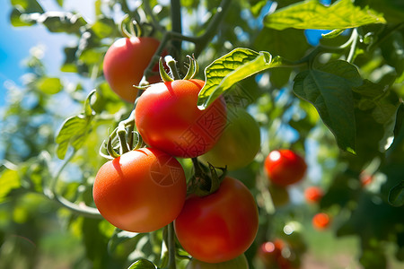 蔬菜成熟的季节阳光照耀下一片西红柿田背景