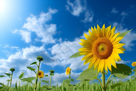 空地上的向日葵背景图片