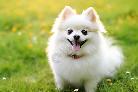 可爱小白狗草地上的小白狗背景