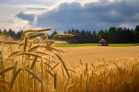 乡村的金色麦浪背景图片