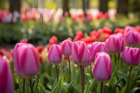 郁金香花海背景图片