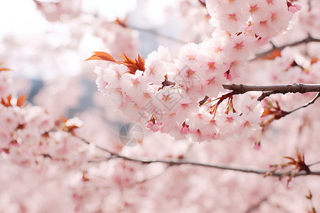 春日户外写实春日盎然的樱花公园背景