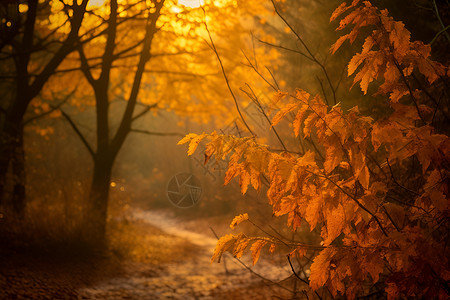 秋日落叶的森林背景图片