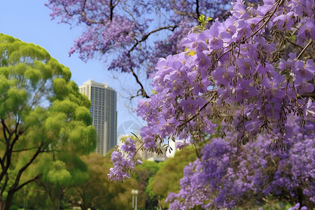 紫藤奇迹盛开的丁香高清图片