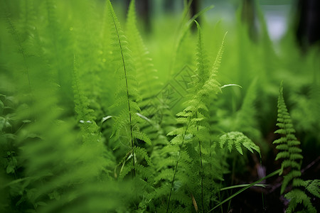 翠绿茂盛的植物背景图片