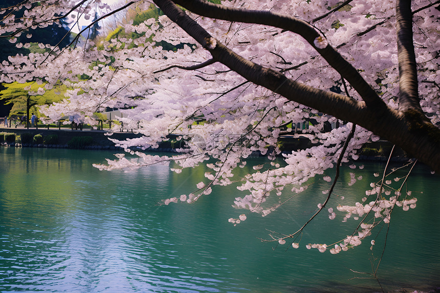 樱花水池图片
