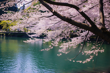 樱花水池背景图片