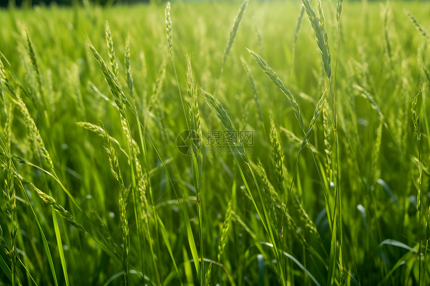 田野里的稻谷图片