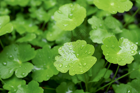 水滴挂在绿叶上高清图片