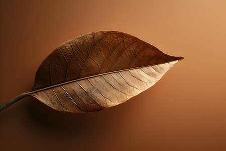 自然纹理的一片叶子背景图片