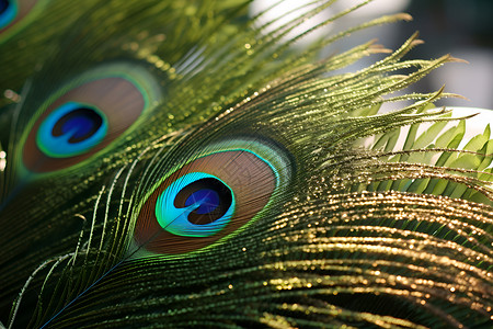 扇形花纹孔雀的羽毛背景